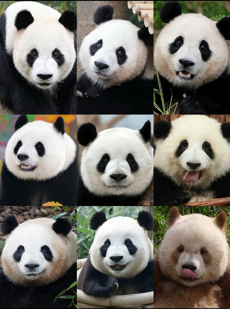 熊猫都是黑白配,其中一只除外.谁能认出几只熊猫呢