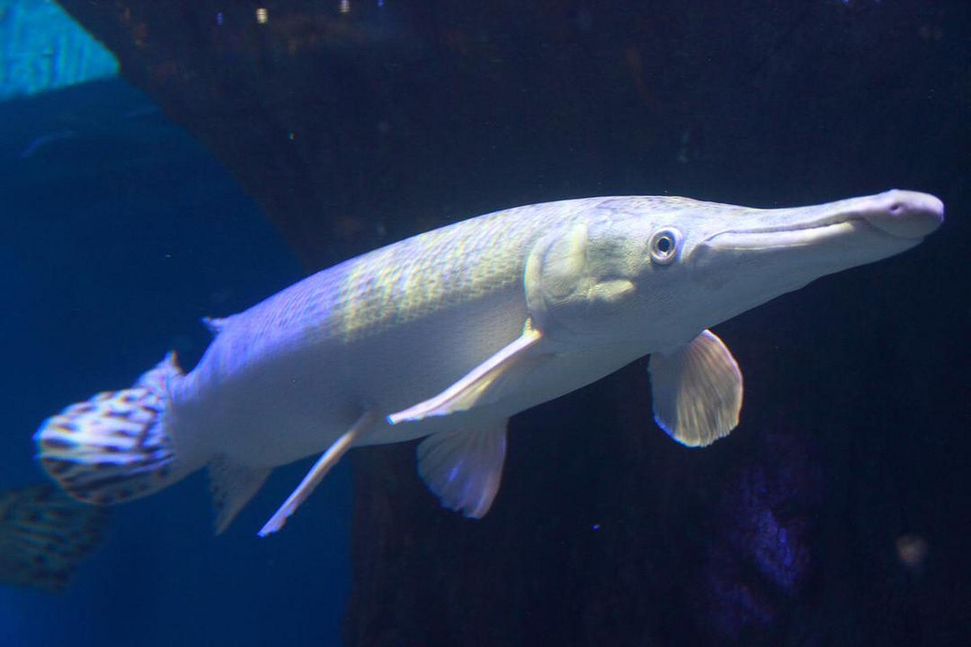 白化鳄雀鳝,有的要价十万 鳄雀鳝一条就得几十块钱,你想想那么50公分