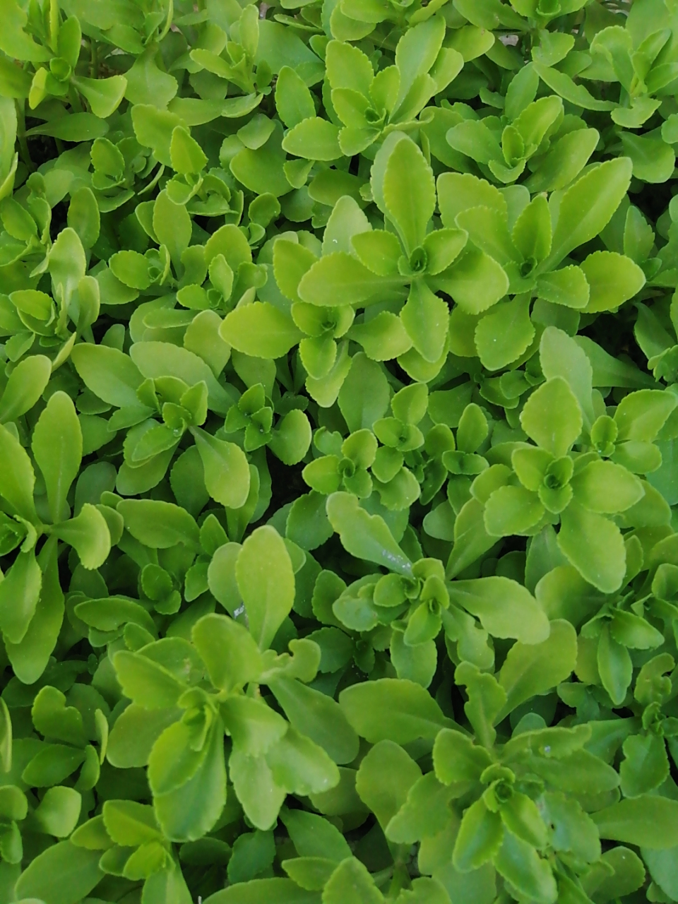 这就是大名鼎鼎的养心菜,它还有个叫法,救心菜.