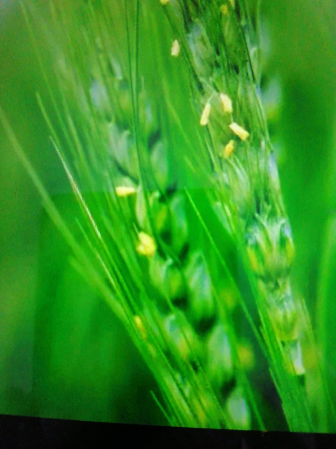 动态连更挑战#小麦开花吗?小麦的花是什么颜色的?