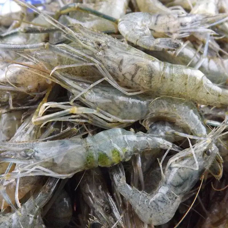 天津美味—尔王庄水库的野生大河虾