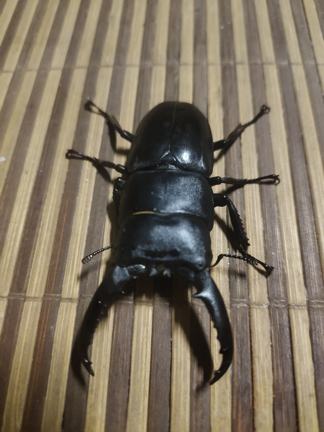 锹形虫 纯黑色 要收的滴滴我