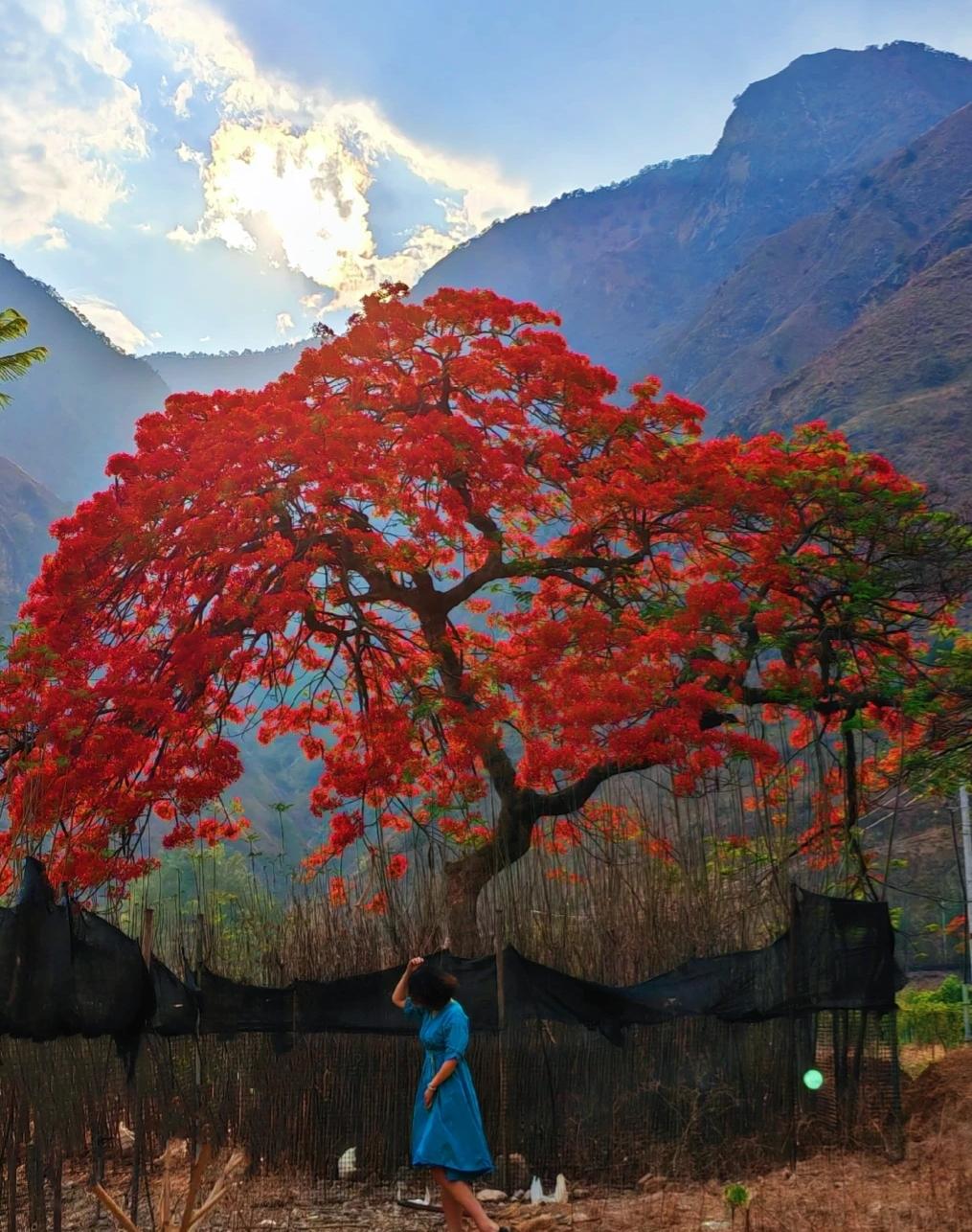 凤凰树开花的情景图片