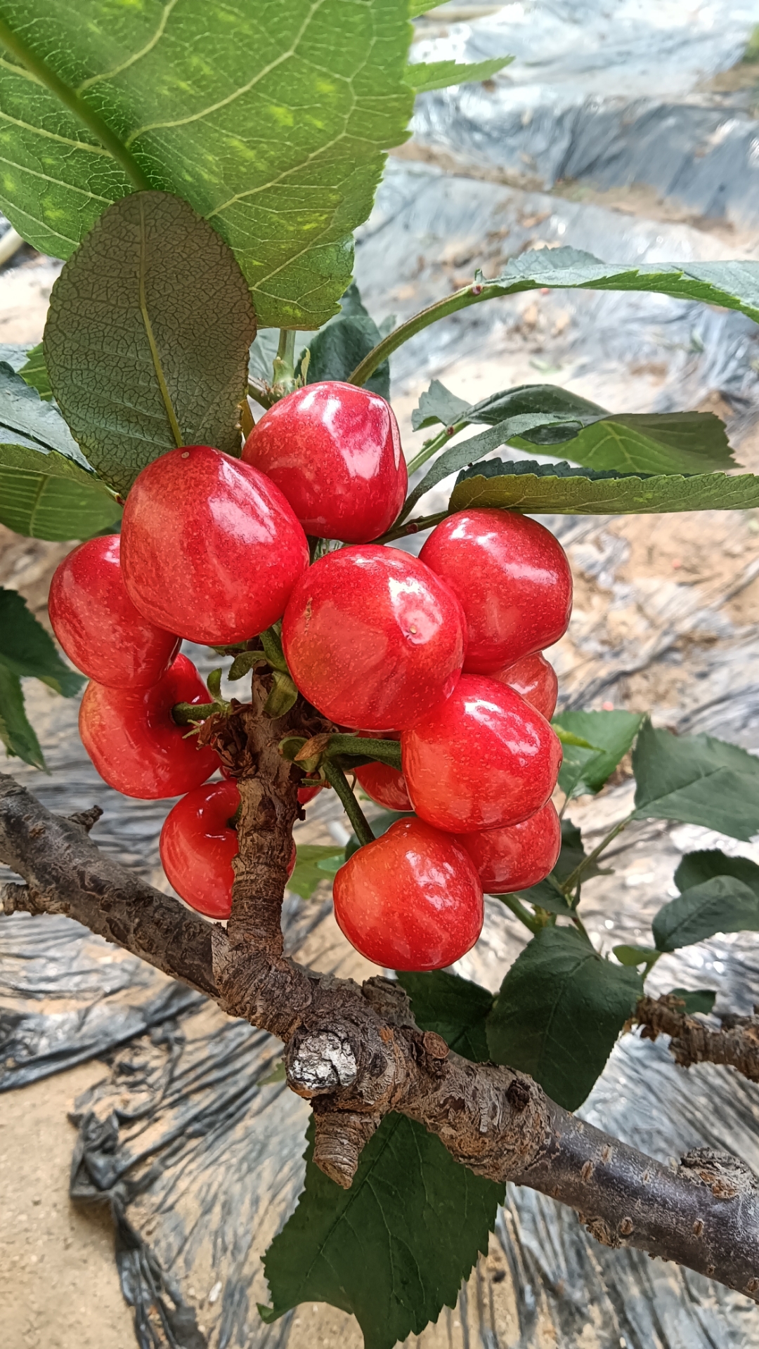 🍃每一颗樱桃都饱满诱人