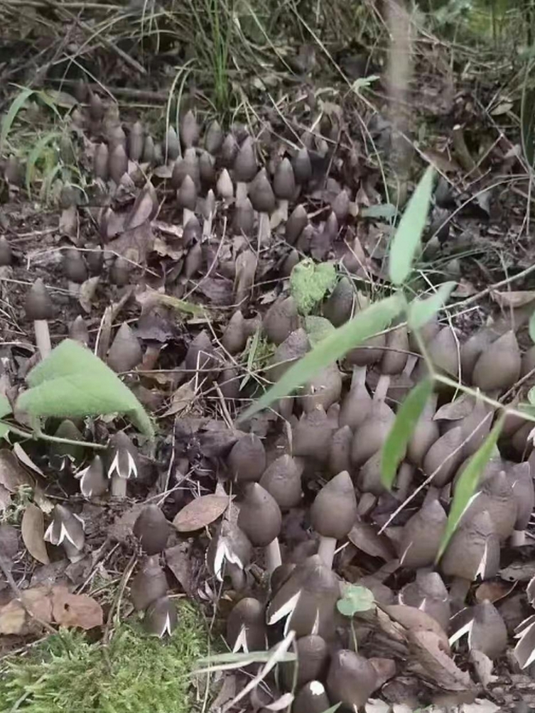 早上起了个大早去跑步,在山上发现了这种黑灰色蘑菇,想问下这个能吃吗