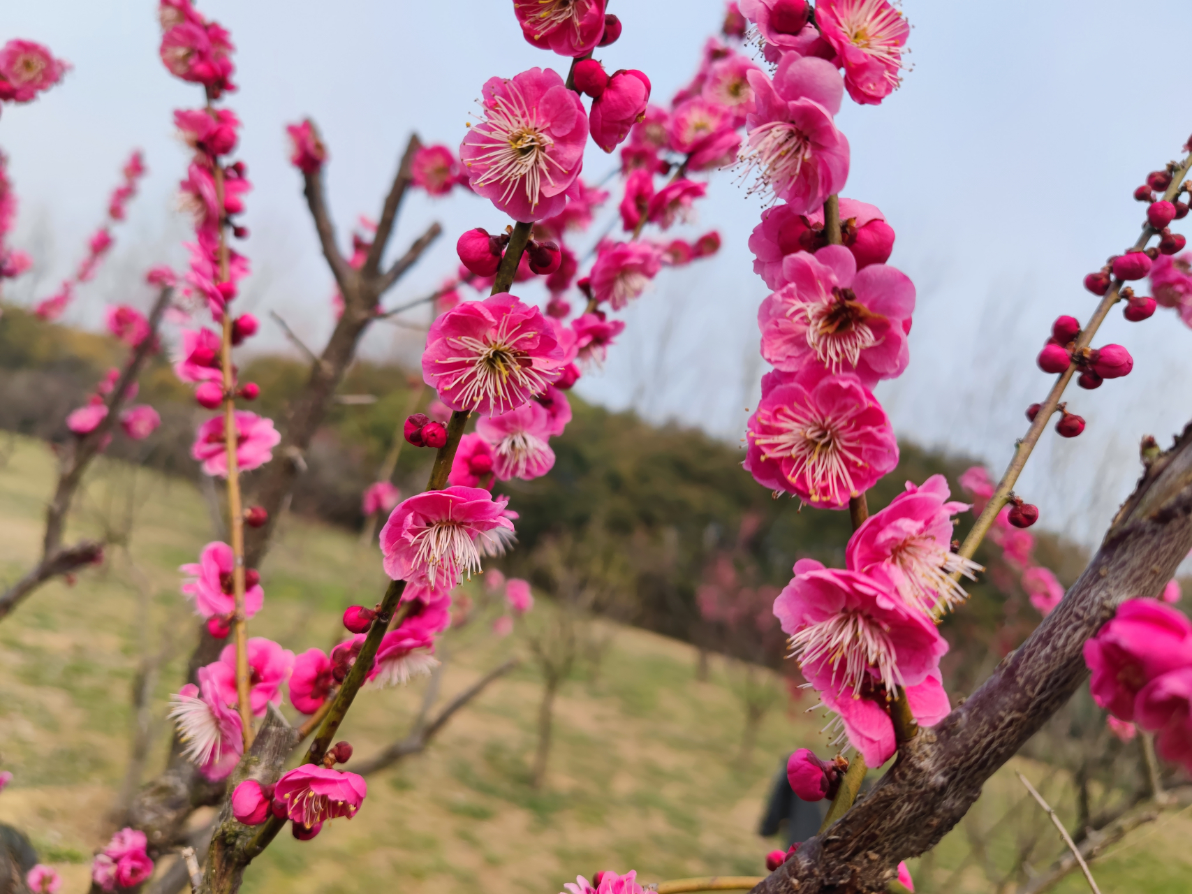 揚州蜀崗西峰生態公園賞梅.