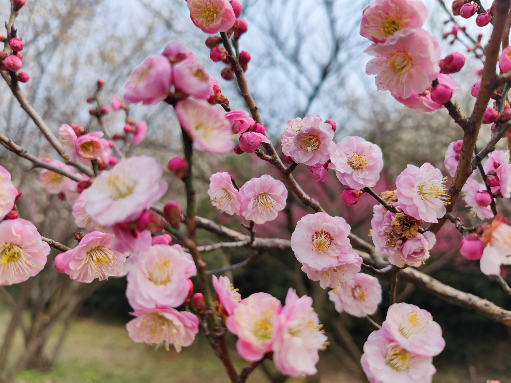 揚州蜀崗西峰生態公園賞梅.