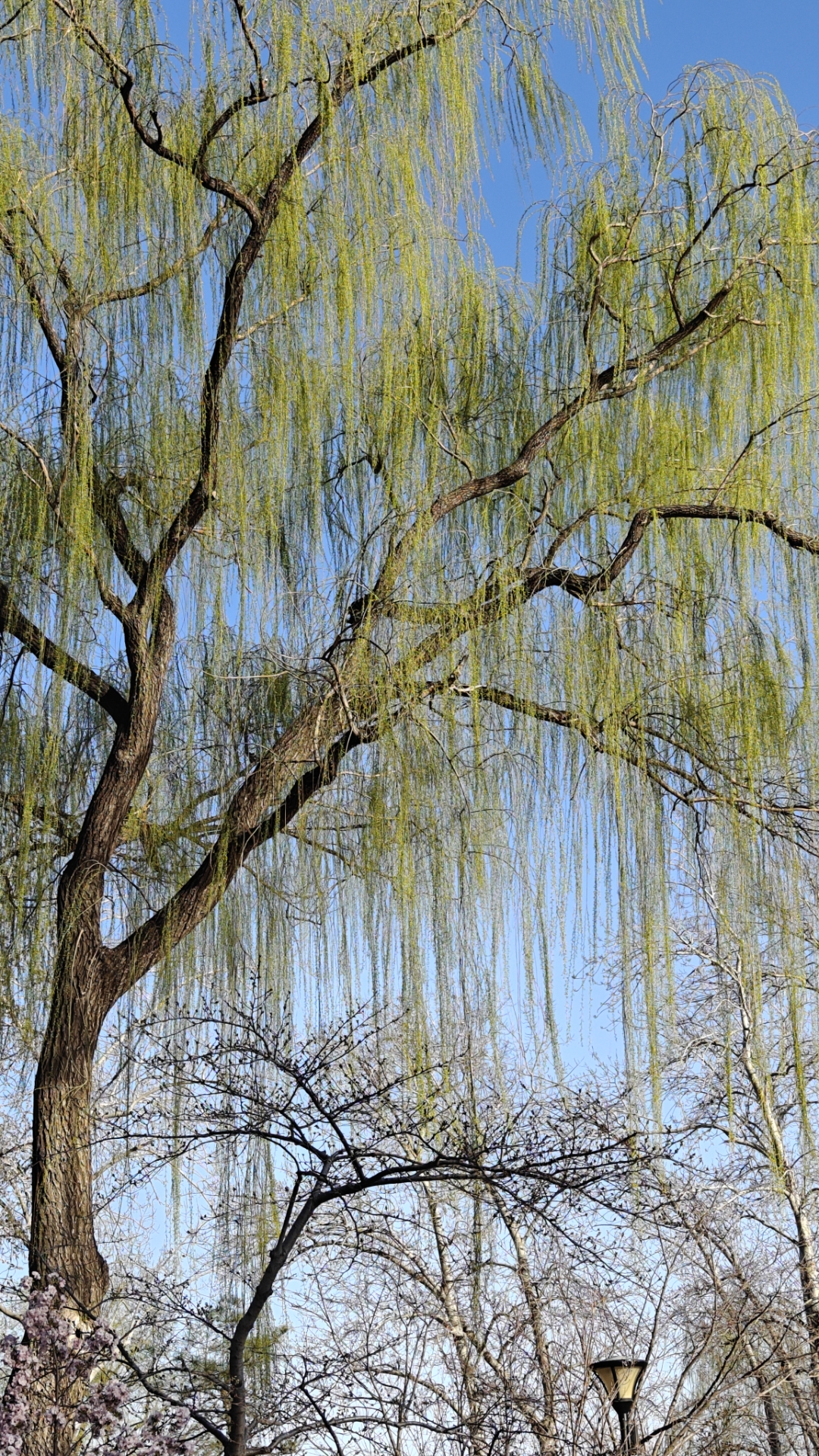 第一次见识到柳树的美,春风温柔,#和我一起出游赏花# 柳丝轻舞,春意