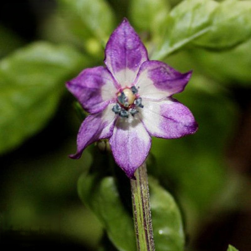 你见过紫色的辣椒吗?