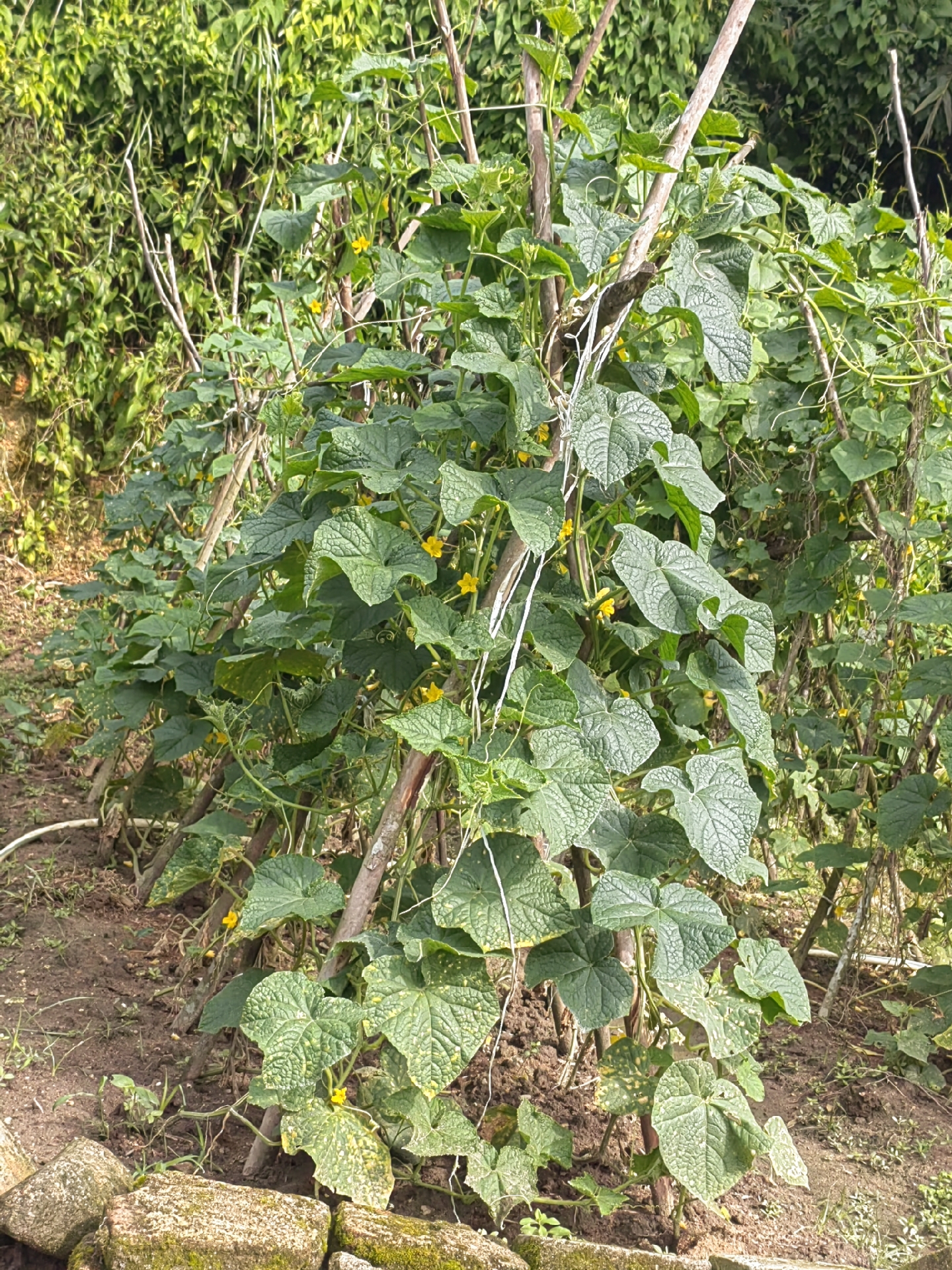 曾经稀疏的菜瓜苗,如今已长得郁郁葱葱