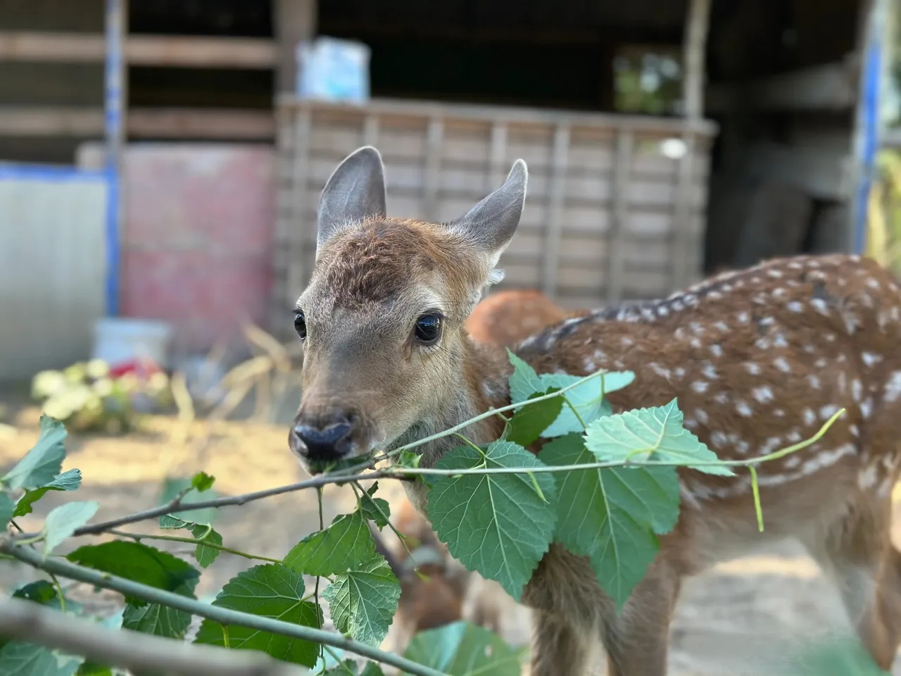 这是我关注的一个博主她家养的小鹿,看着如此可爱的小动物,心都萌化了