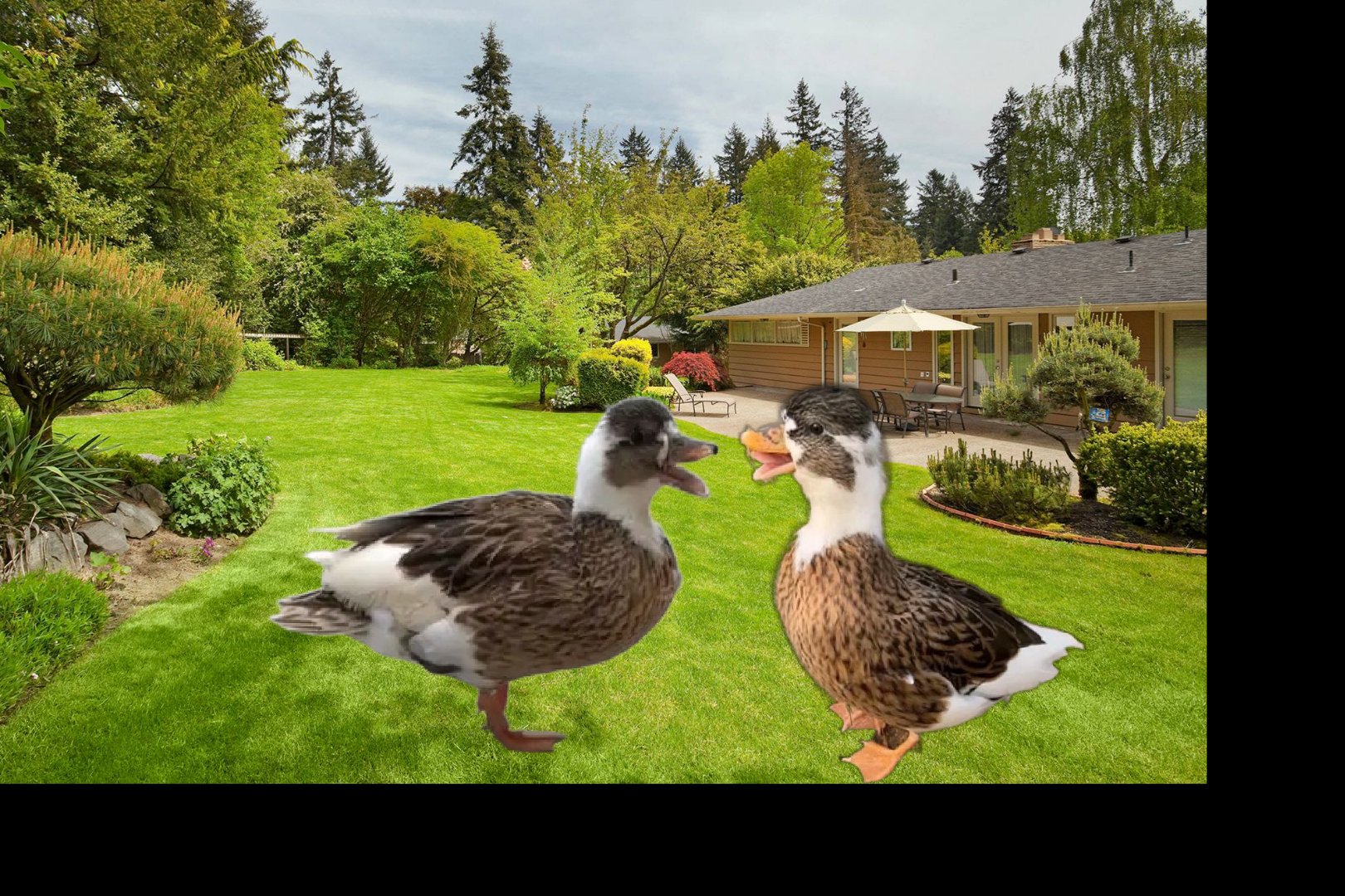 在一个小村庄有两只小鸭.