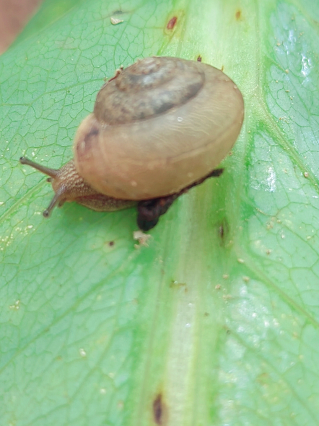 望着这蜗牛在菜叶上爬行,它那柔软的身躯,背负着沉重的壳,却依然向着