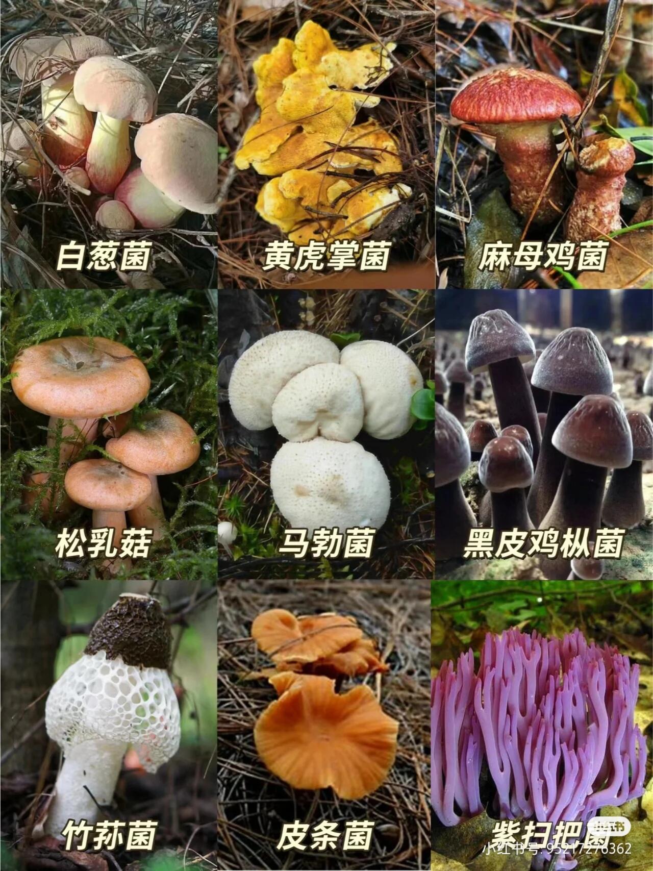 所有菌类图片名称大全图片