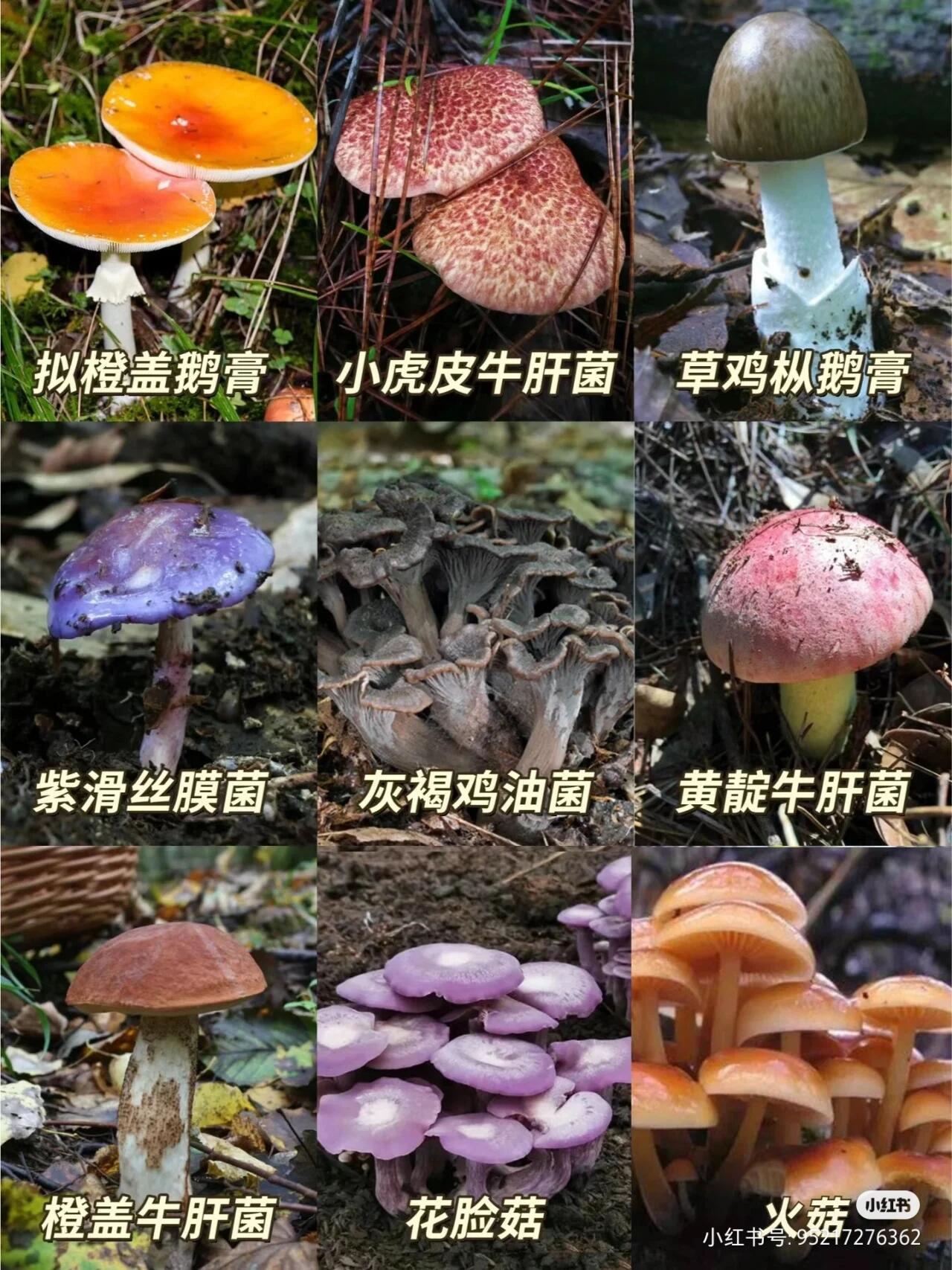 云南最好吃的菌类排名图片