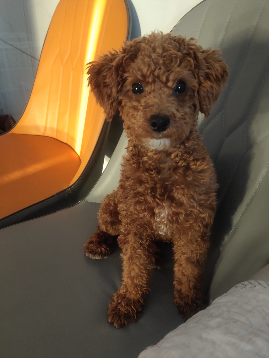 这只棕色狮子狗好可爱呀!它坐在橙色沙发上,好像个小王子一样呢!