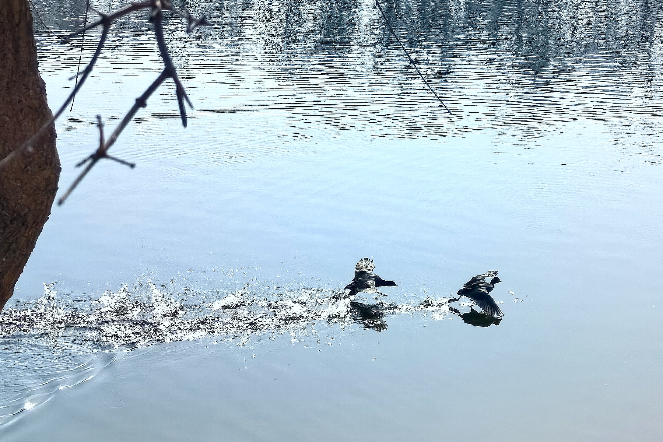 初春野鸭的飞翔之舞 98  河间被称为北方水城,因城内水系公园众多