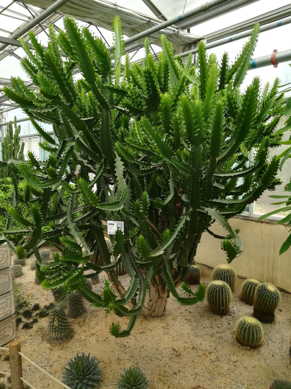 金刚纂           北京世界花卉大观园种植物            金刚纂,也称