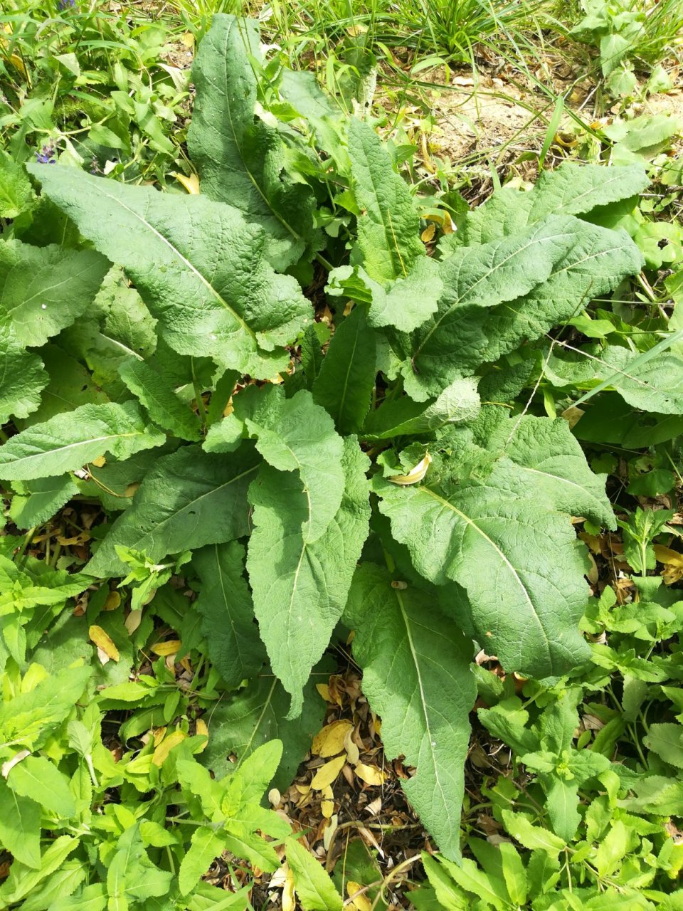 牛鼻草—儿时的记忆!