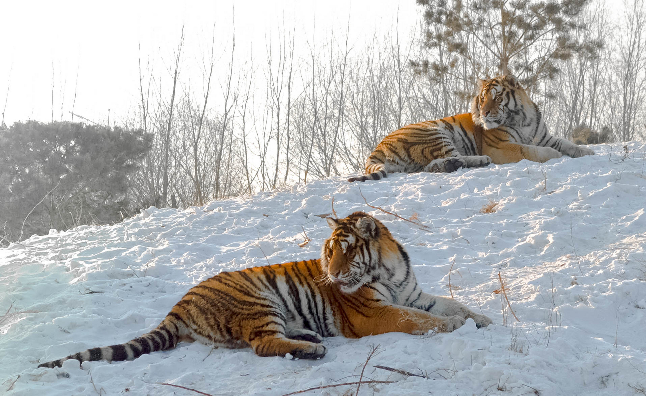 近日,黑龙江东北虎林园迎来大量南方游客.