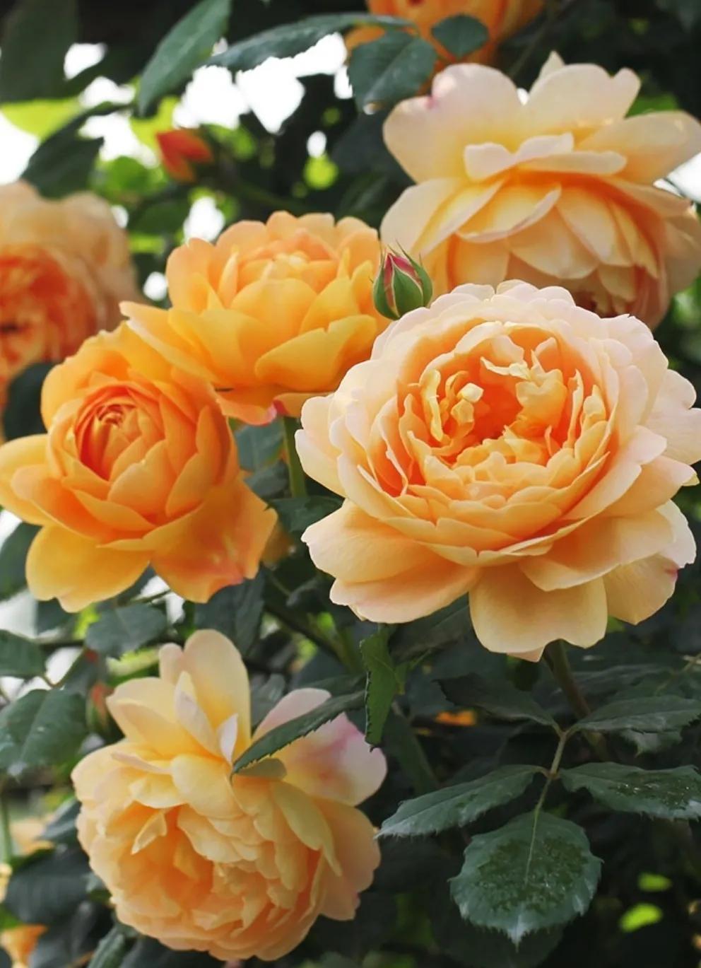 牡丹一样雍容花贵,芍药那般馨香醉人,富丽堂皇也赞月季——