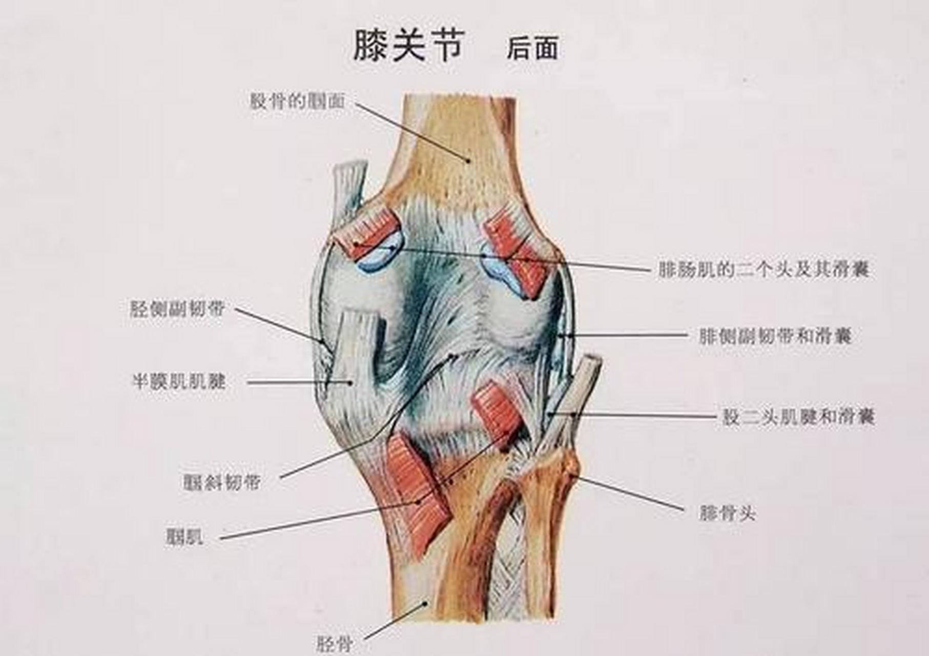 膝半月板位置图片图片