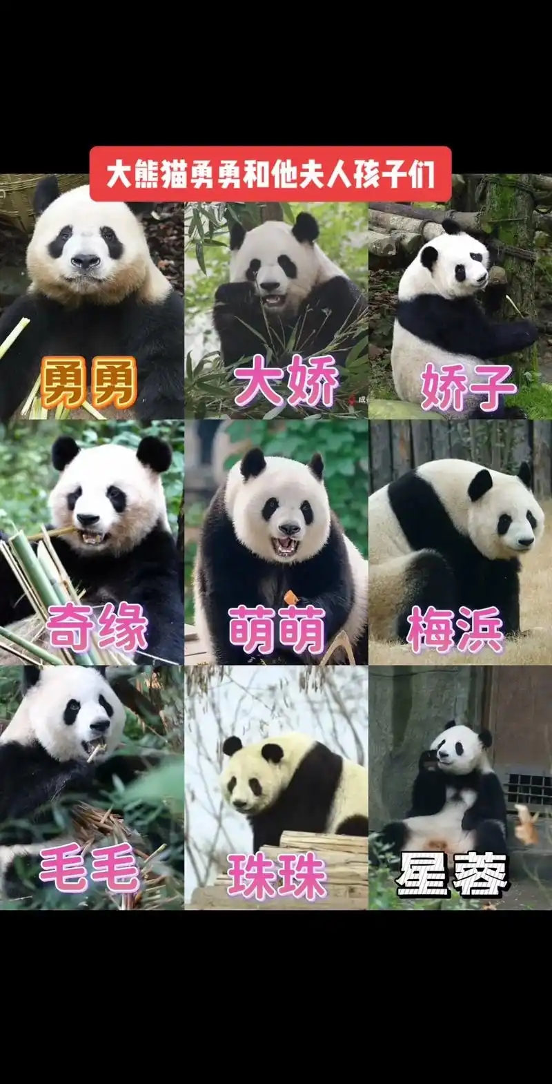 勇勇,雄性大熊猫,谱系号584,2004年8月26日出生在成都大熊猫繁育研究