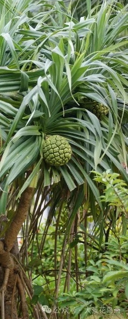 露兜树果立高枝,翠叶相依色彩奇. 茎干苍遒彰劲骨,果实圆润蕴新诗