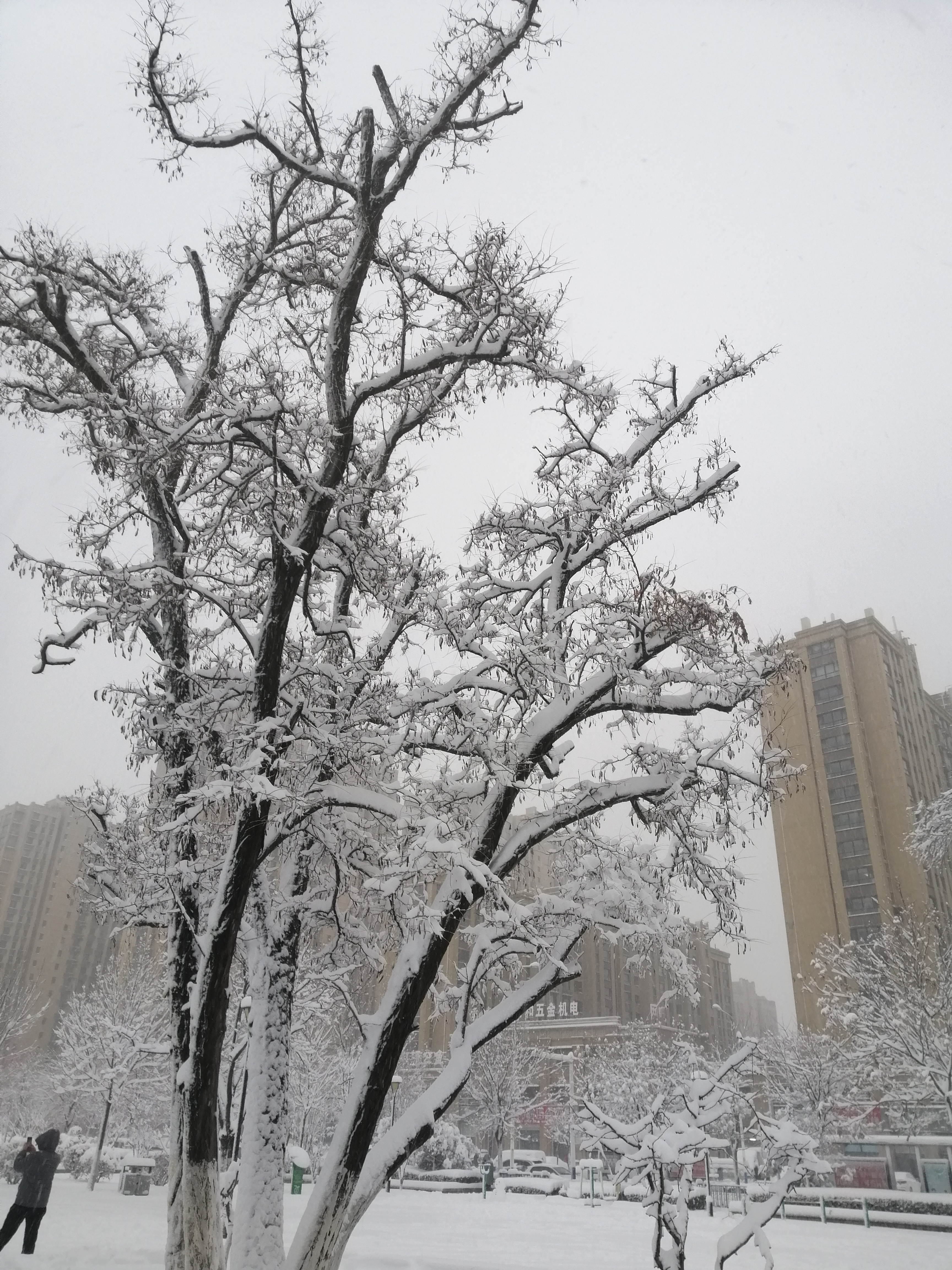 天国的树雪景图片