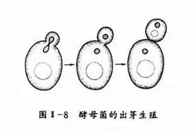 马铃薯种子繁殖图片