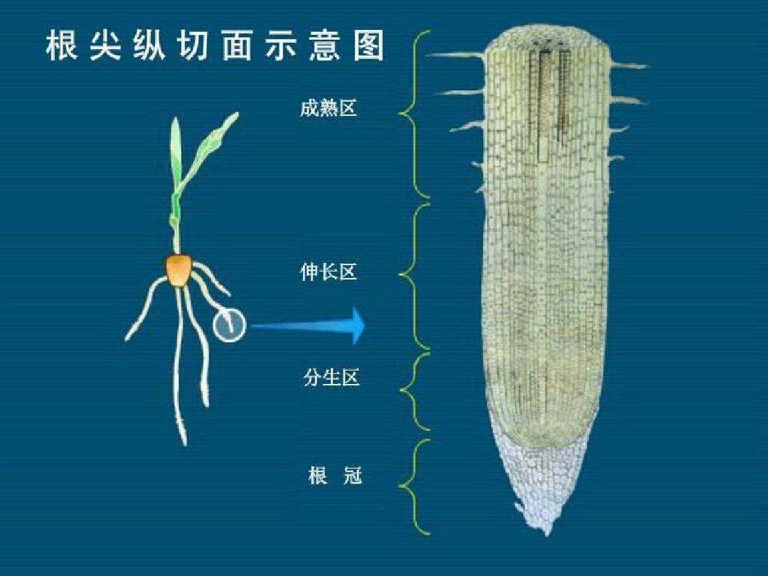 白菜根系结构示意图图片