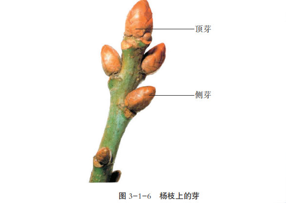 这与不同种类芽之间的关系有关
