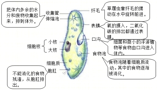 七上生物草履虫结构图图片