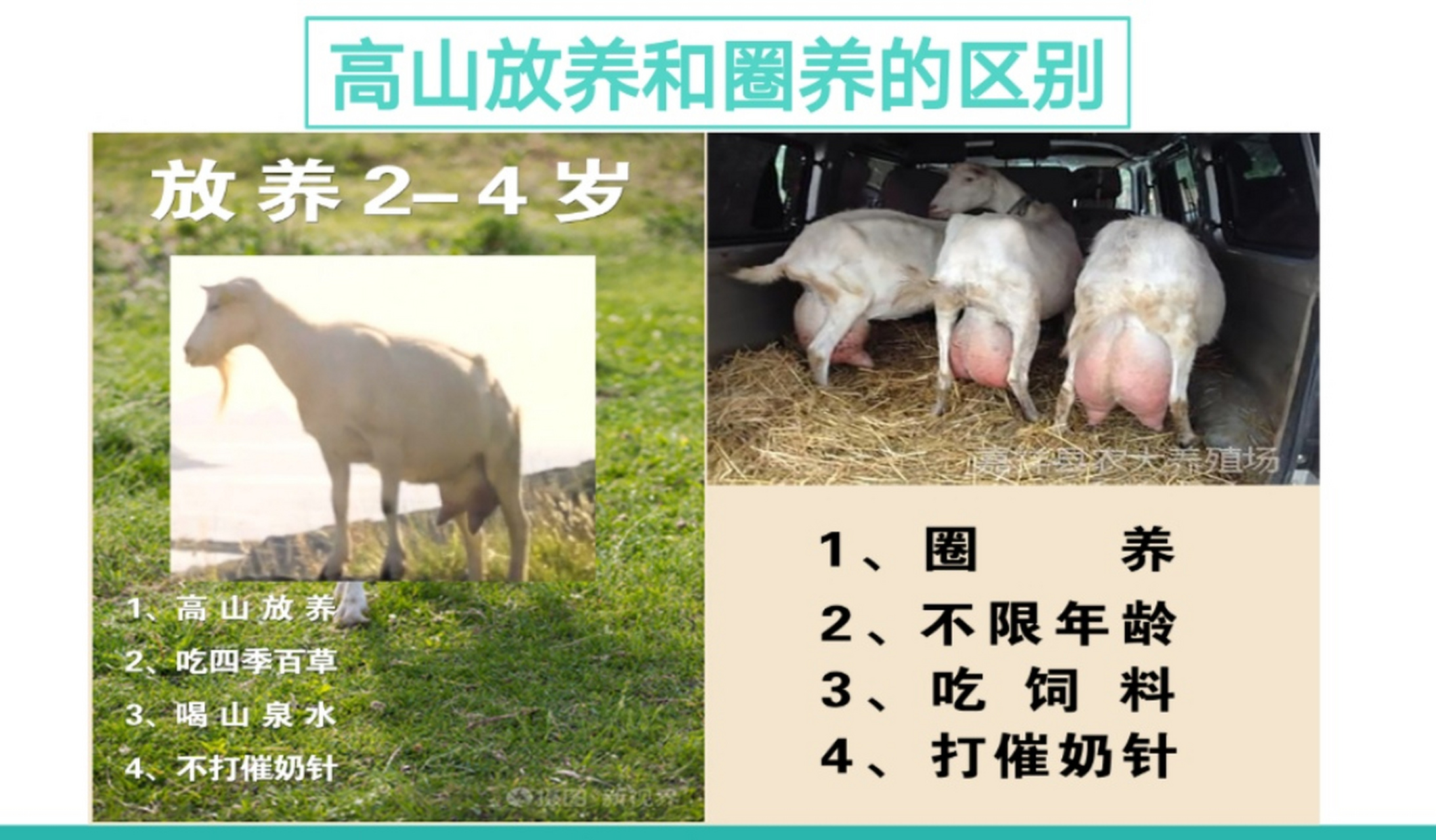 羊奶,被称为"奶中之王" 在《本草纲目》,《食疗本草》,《饮膳正要》等