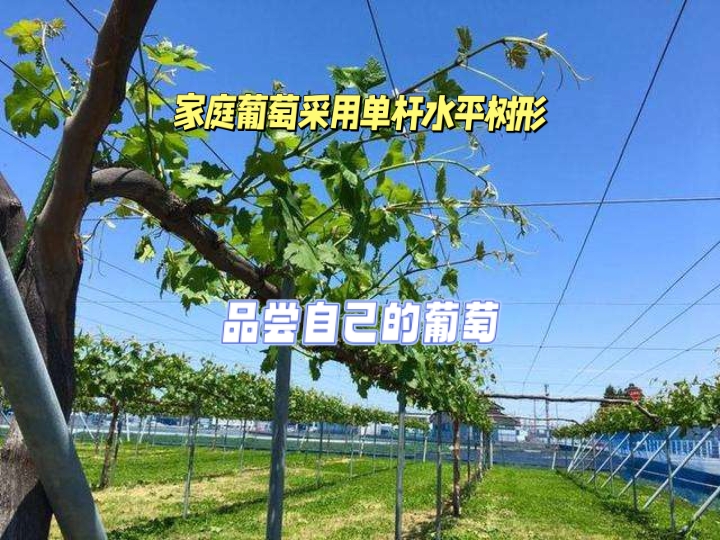 家庭葡萄宜采用单杆水平树形 随着生活水平的逐步提升,很多朋友都想吃