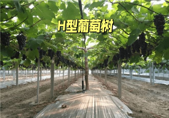 家庭葡萄宜采用单杆水平树形 随着生活水平的逐步提升,很多朋友都想吃