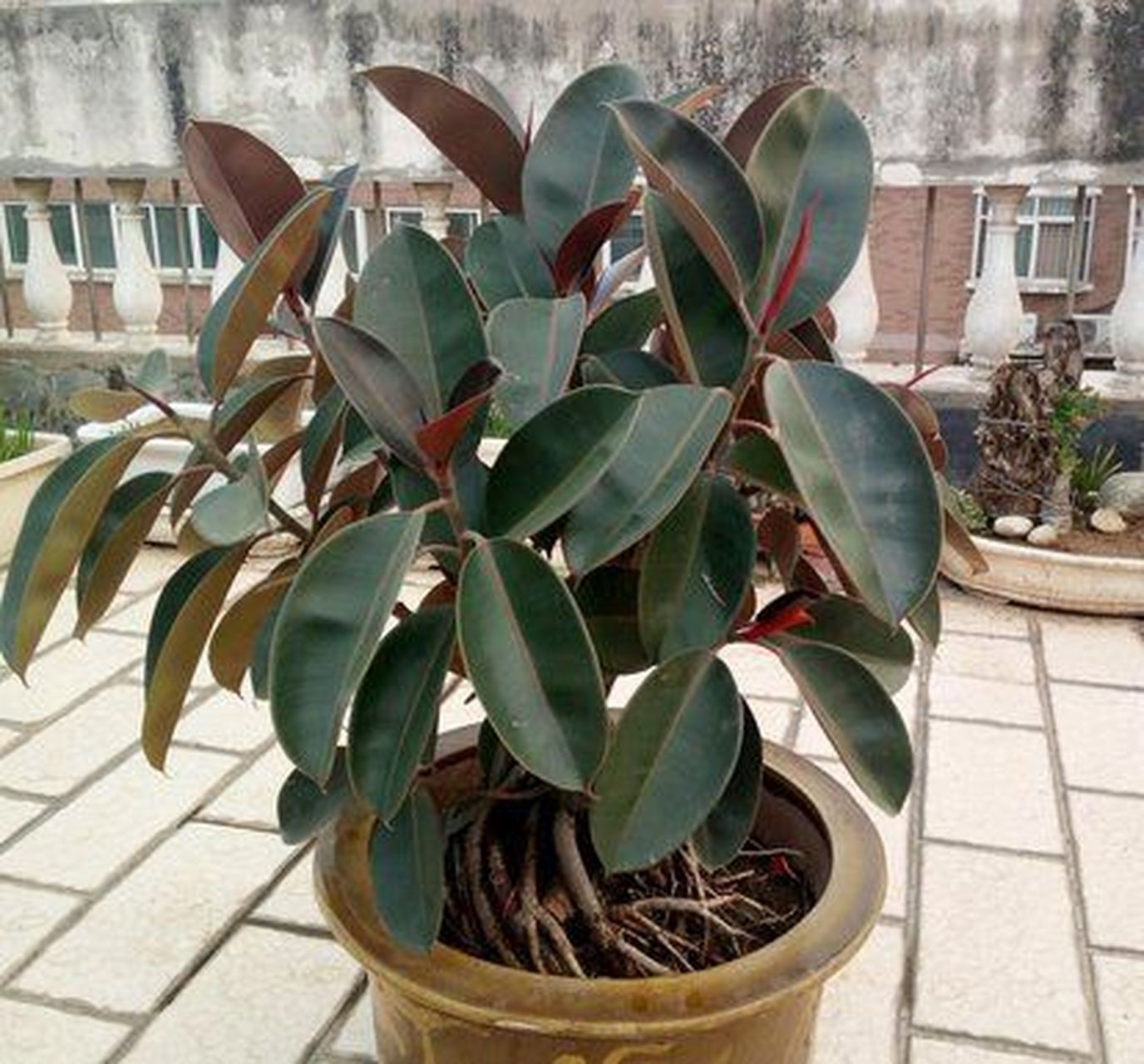 种花 沃土盆栽一满排, 穷枝富绿染阳台.