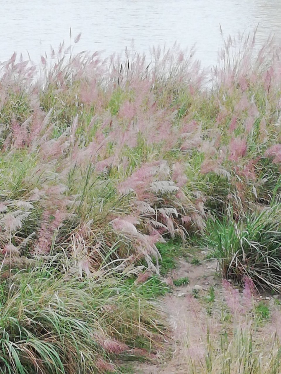 巴茅杆 荒滩不老白花翁 六米身茎指上空.