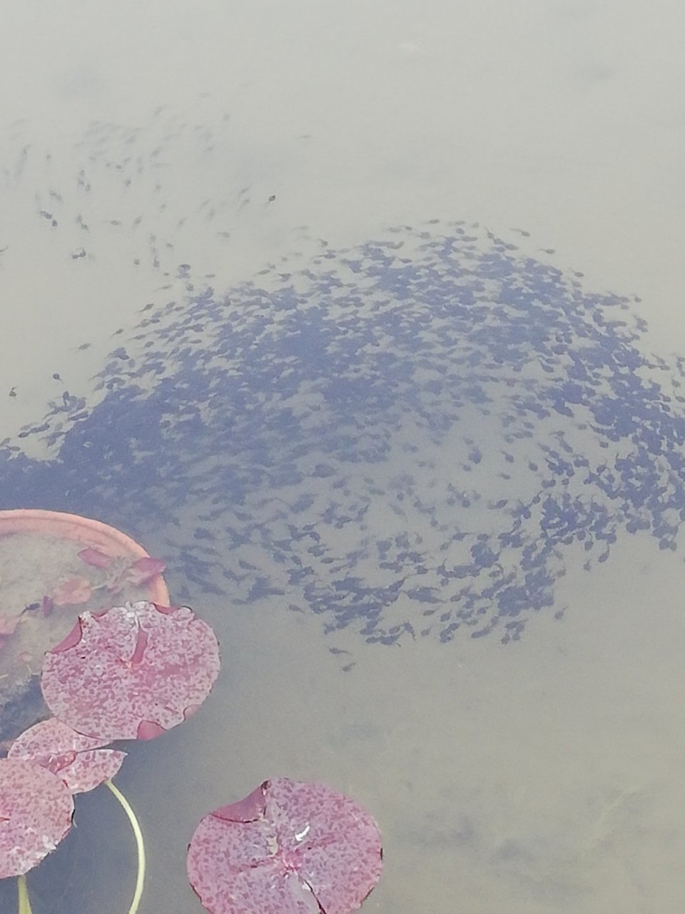 蝌蚪 莲池碧水黑游团, 化阵长蛇太极圈.
