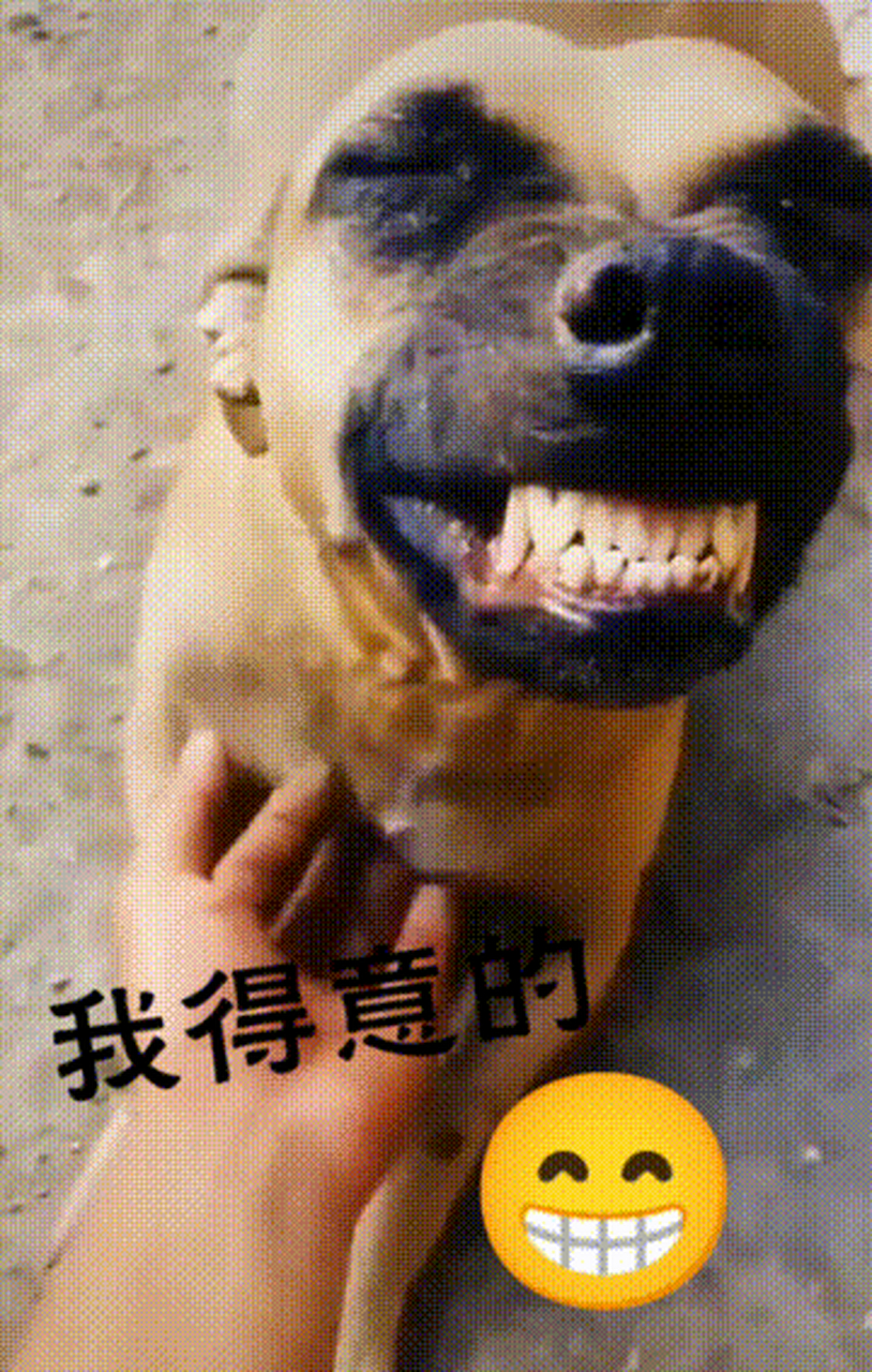 狗狗嘻嘻笑gif