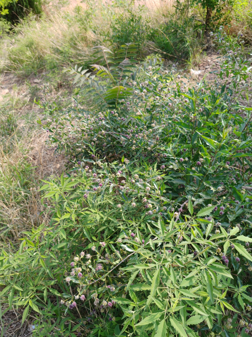 今天去爬小泰山,看到的.百度识别为杠柳,木质藤本