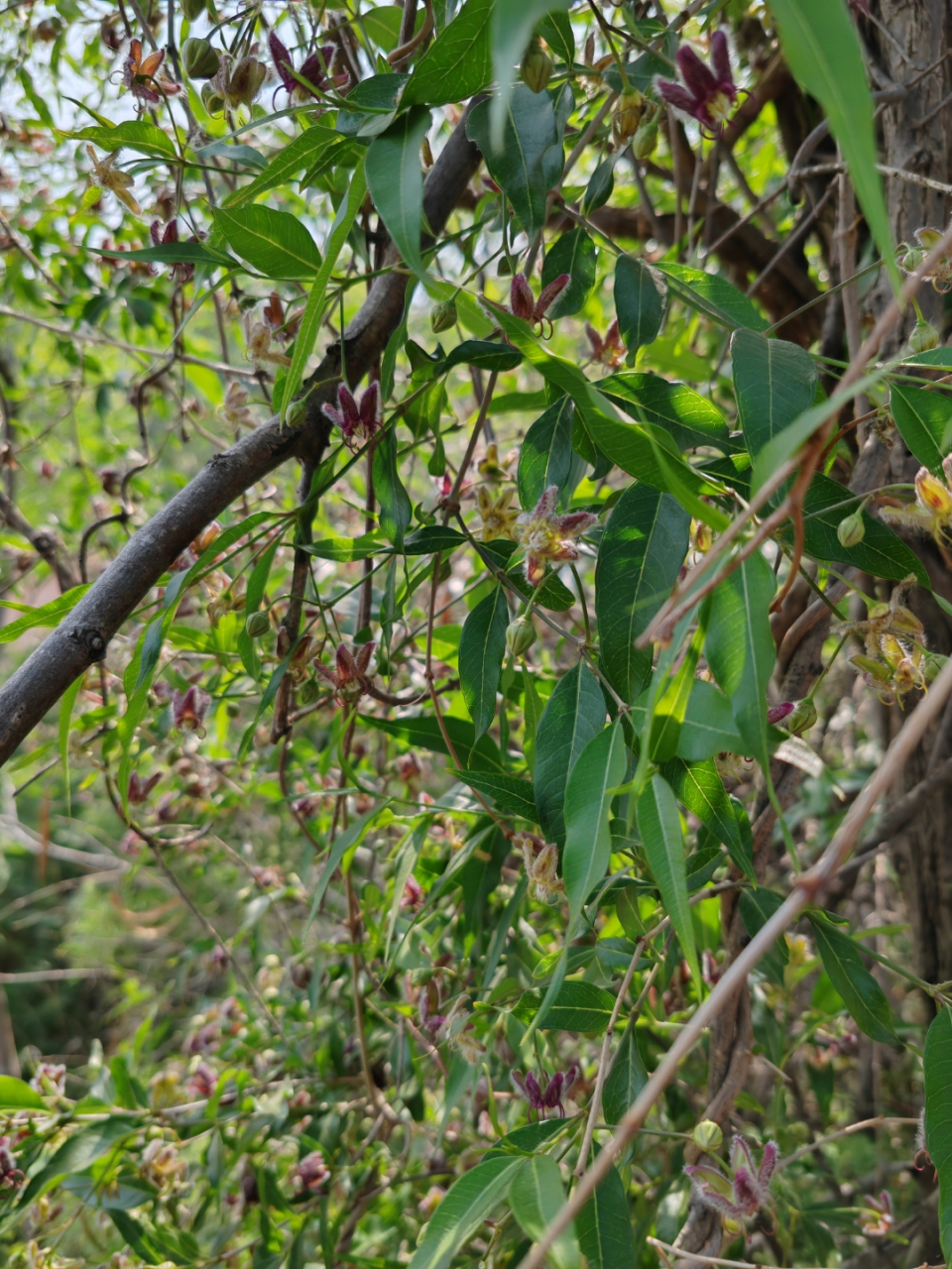 今天去爬小泰山,看到的.百度识别为杠柳,木质藤本