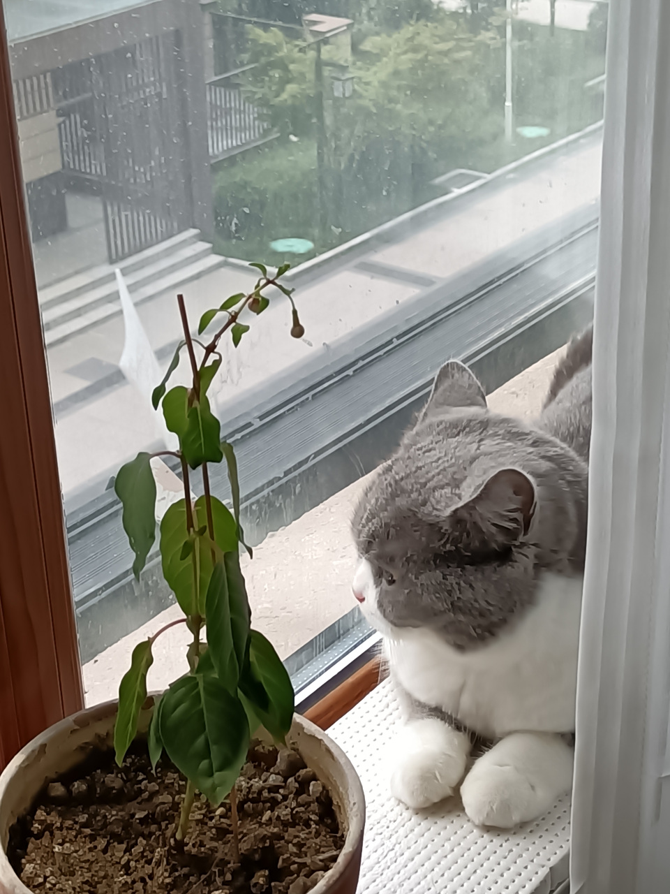 大暑天穿皮袄晒太阳