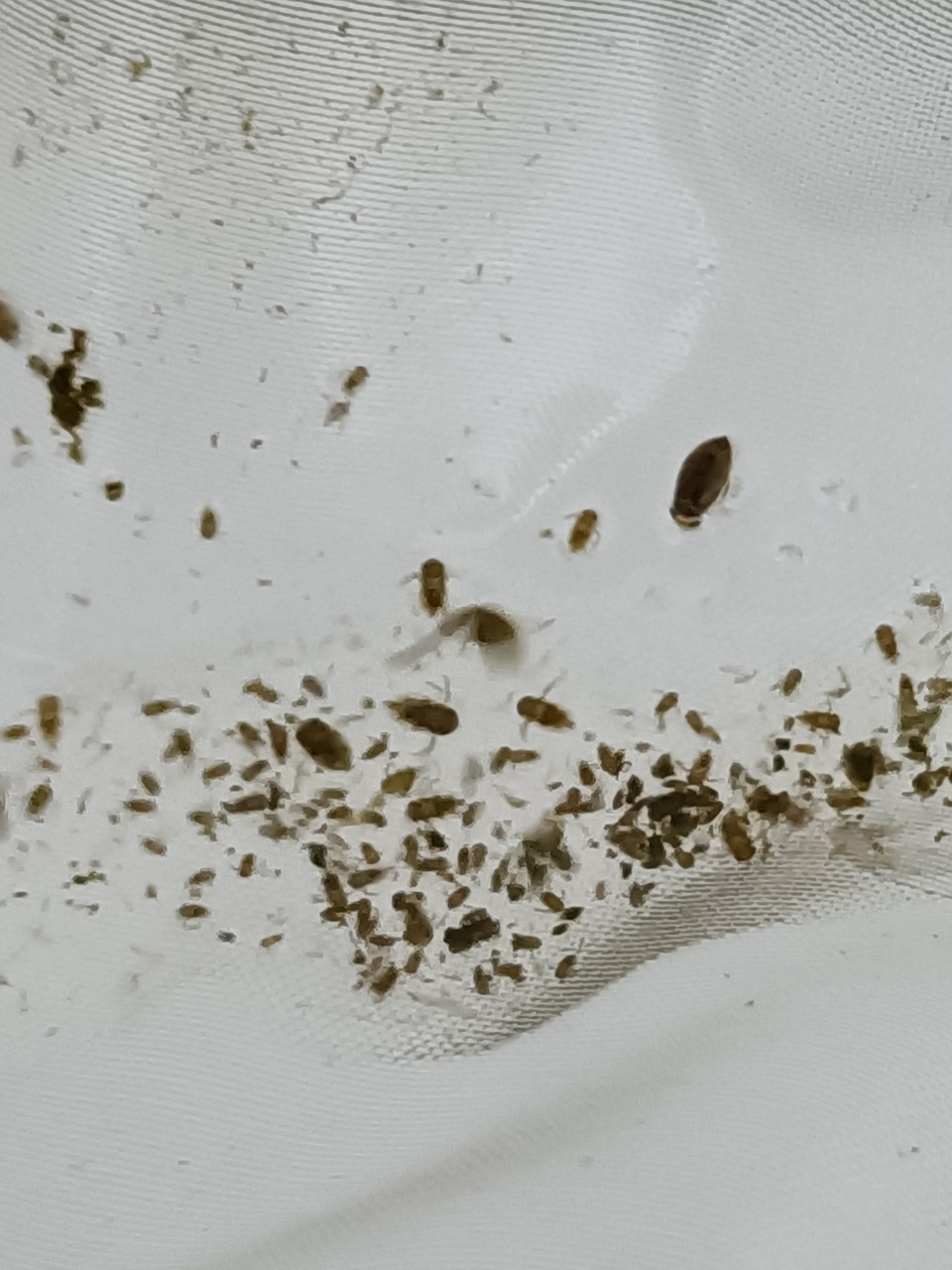 河岸边水中石头上趴着这种小小的水虫子,叫什么名字?有知道的吗?