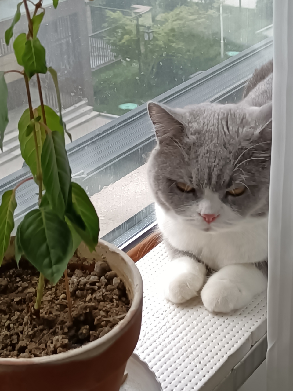 大暑天穿皮袄晒太阳