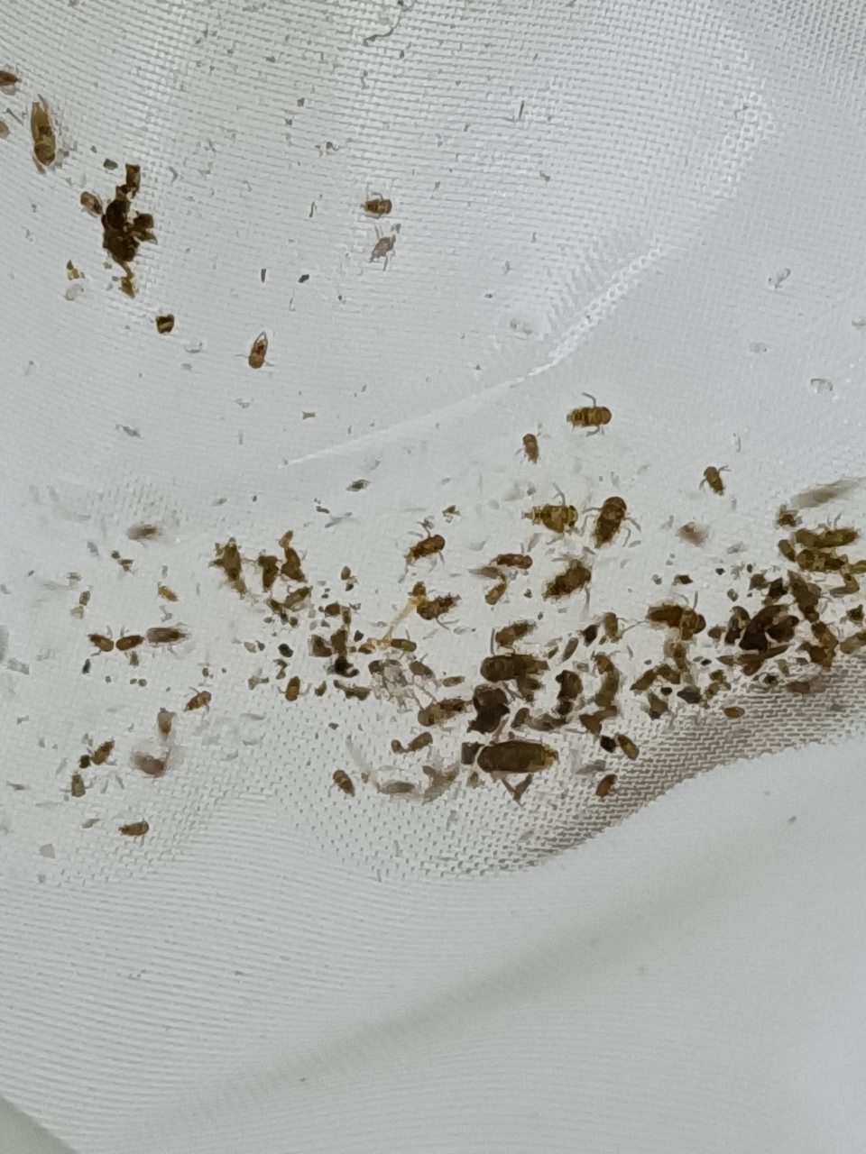 河岸边水中石头上趴着这种小小的水虫子,叫什么名字?有知道的吗?