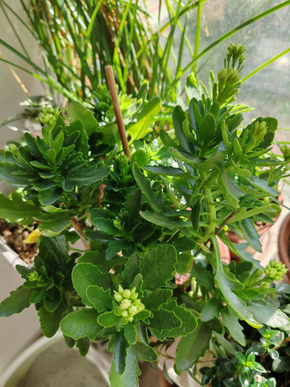 长寿花金狐狸冒花苞了,今秋老妈又还给我了.