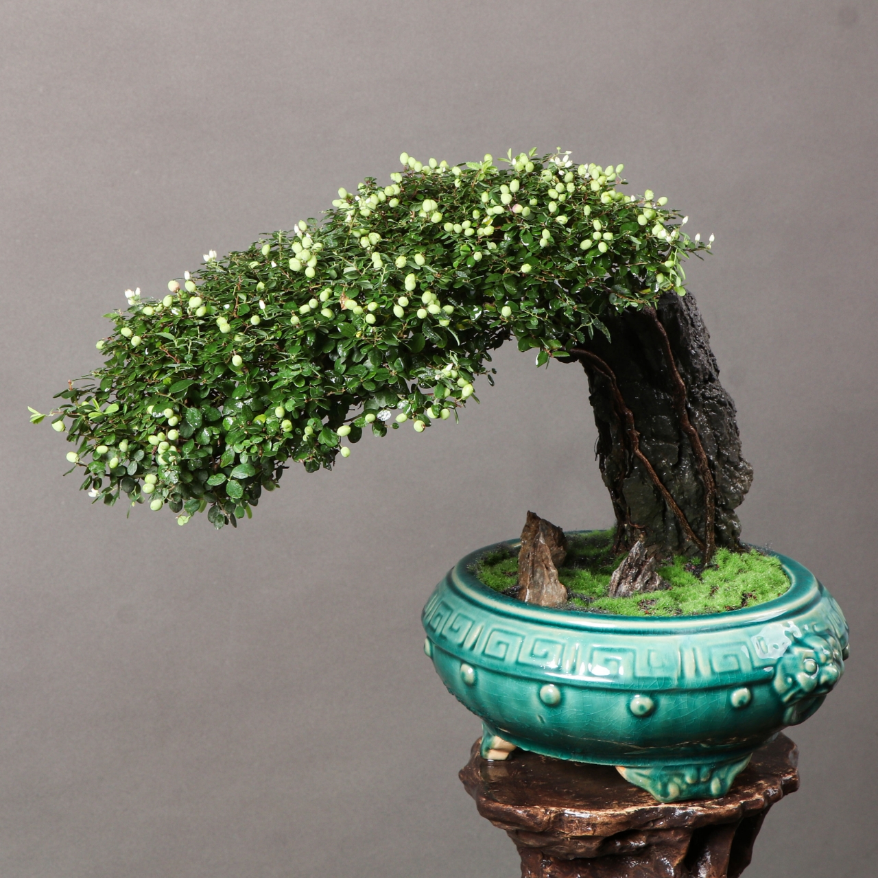 漏一棵状态非常棒的铁包金,挂满果状态大好,微缩石阵别有趣味