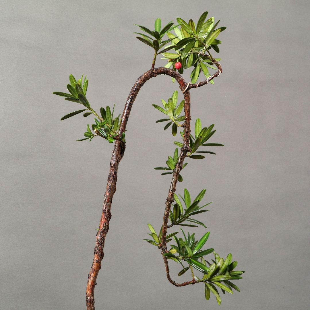 海岛红芽罗汉松, 千年古树气雄宏. 叶如翡翠枝如龙, 威武挺立壮海中.