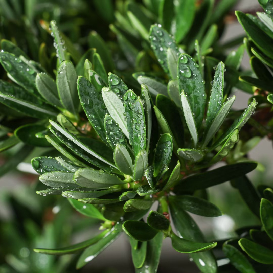 菊花罗汉松分享